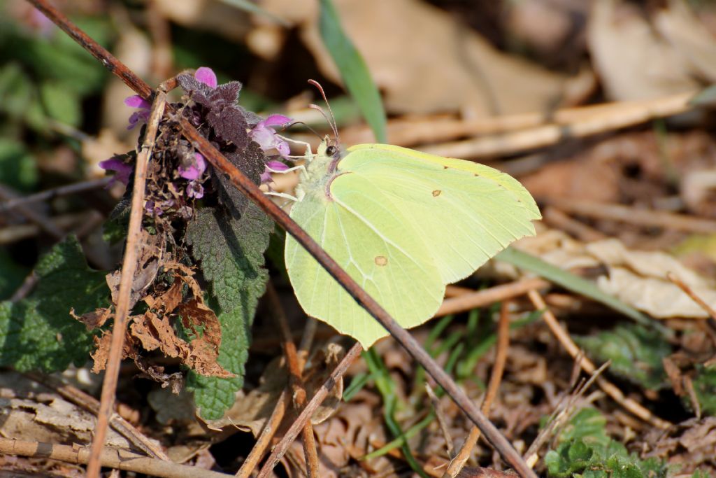 Gonepteryx rhamni maschio e femmina